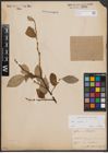Foto von Salix caprea L.
